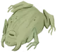石化蟾蜍